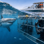 Cage Diving with Sharks: A Thrilling and Safe Ocean Adventure