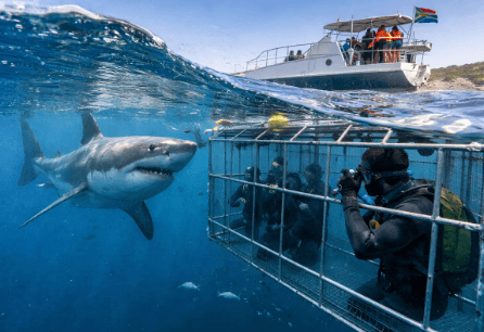 Cage Diving with Sharks: A Thrilling and Safe&hellip;